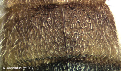 image of Aleiodes areolatus MT II